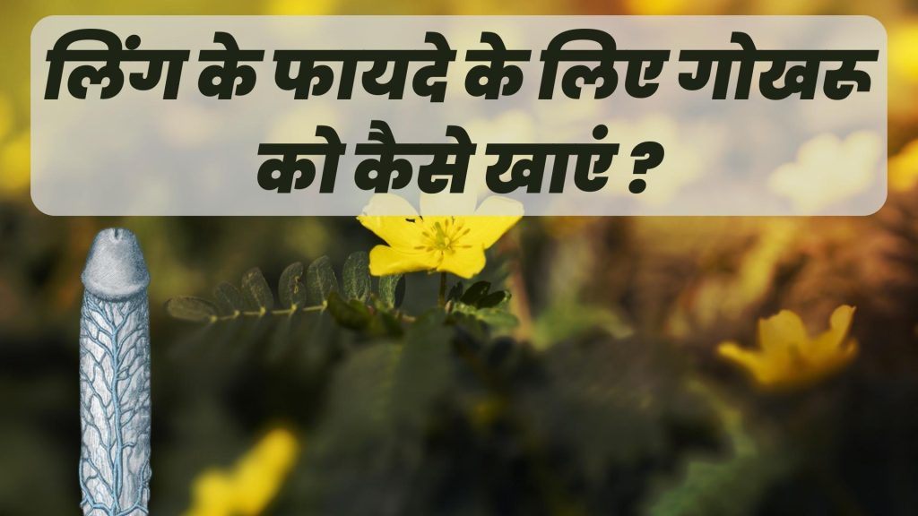 लिंग के फायदे के लिए गोखरू