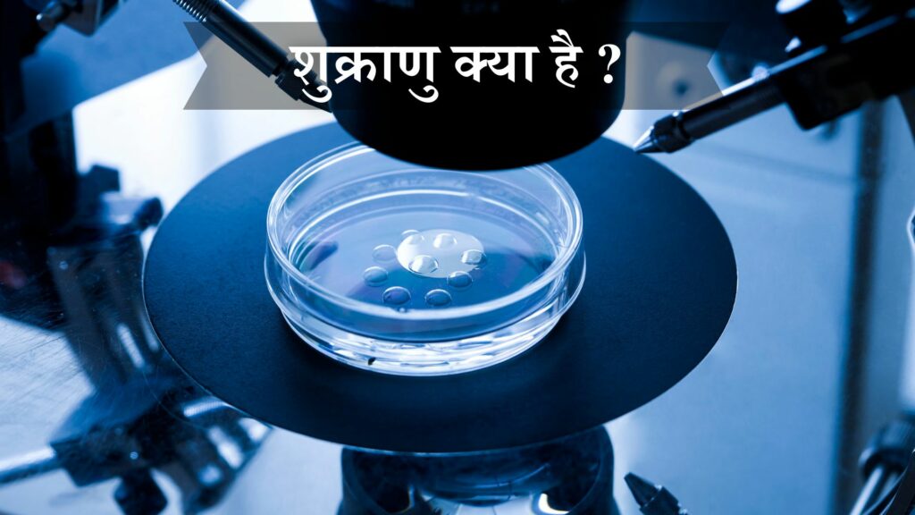 शुक्राणु क्या है